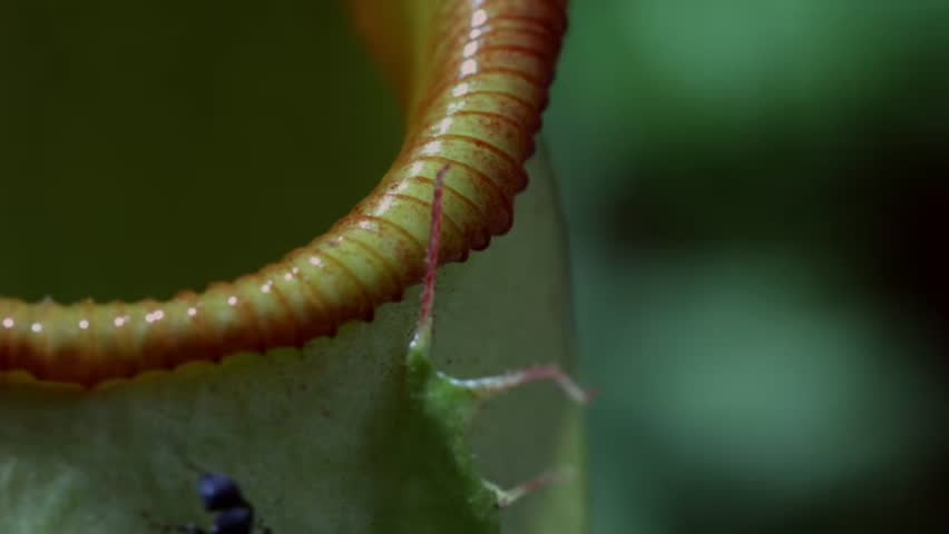 Close up of Insect is tempted by the sweet nectar of the carnivorous pitcher plant, Borneo, Malaysia.
