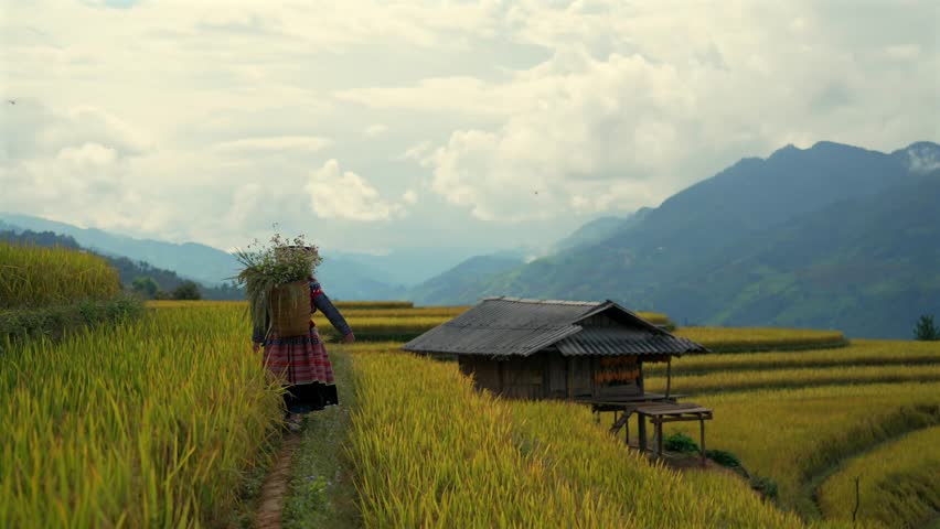 a local woman walking through golden terraced rice fields in Mu Cang Chai, Vietnam. She carries a basket of flowers on her back, passing a rustic wooden hut under a cloudy sky