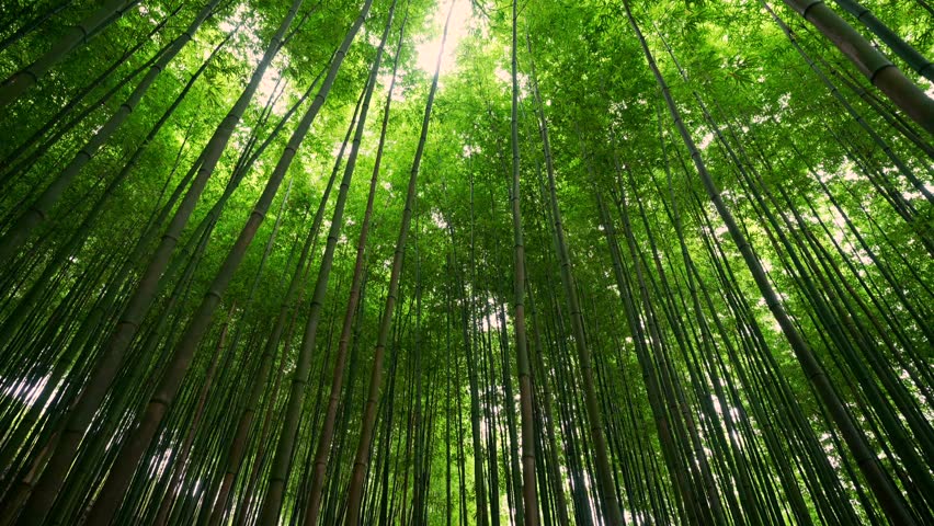  a bamboo forest in Mu Cang Chai. The tall, slender bamboo shoots stretch towards the sky, surrounded by lush green leaves and sunlight.