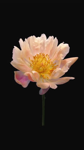 Time lapse of dying coral Peony, vertical orientation