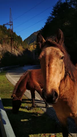 Two horses are walking on asphalt mountain road in at warm summer day filmed in vertical orientation. Couple of brown farm animals are pasturing on the route among rocks and cliffs. Pets on freedom