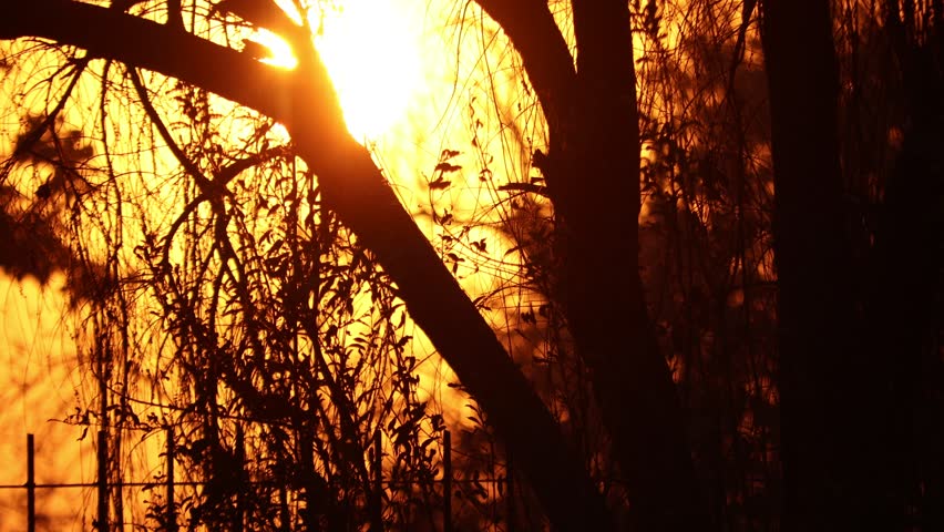 Time lapse of the sun running behind trees. The silhouette, 4k dramatic time-lapse.