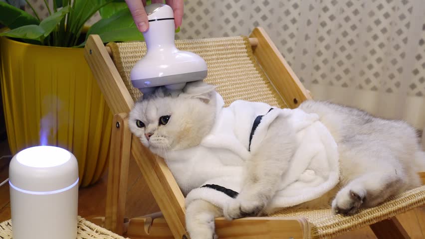 Relaxed cat enjoying grooming session with modern pet massager in cozy home setting