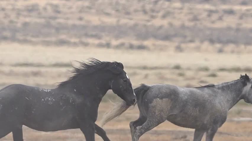 two horses running in field, horses running, two horses running