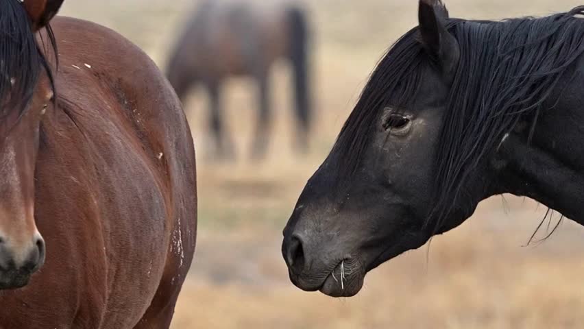 portrait of a horse, horse in the field, two horse playing with himself