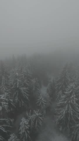 snowy forest in fog from drone