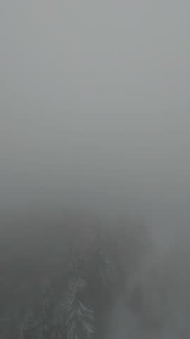 snowy forest in fog from drone