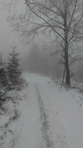 snowy forest in fog from drone