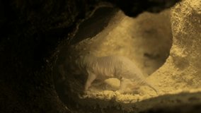 Mole-rat digging its burrow tunnel using sharp incisors - Powered by Shutterstock - Get 15% off with code: PIKWIZARD15