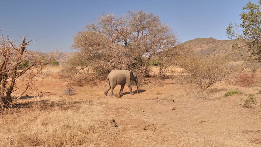 African elephant walking through dry savanna under clear skies in Pilanesberg National Park