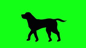 Black silhouette dog walking on the green screen background. seamles loop video animation. Concept of animal, wildlife, short video, film, cartoon, design element, cartoon looping - Powered by Shutterstock - Get 15% off with code: PIKWIZARD15