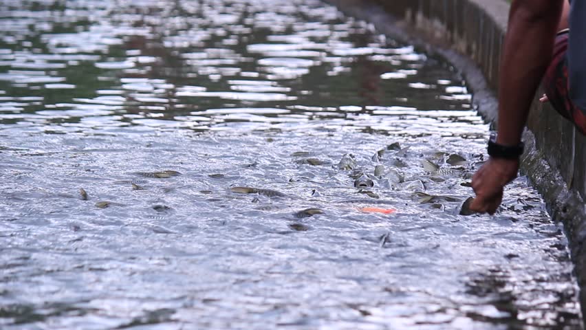 Tourist visitors are playing with fish in the fish pond.
