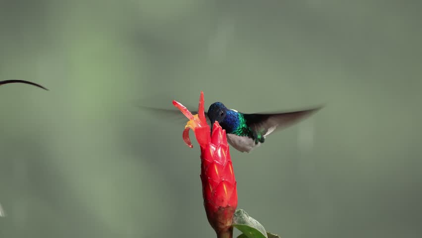 A hummingbird in Costa Rica