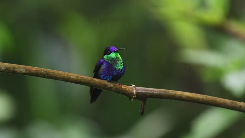 A hummingbird in Costa Rica