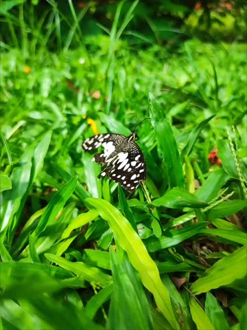 A stunning black and white butterfly resting amidst fresh green grass, captured with a soft bokeh effect in the background.