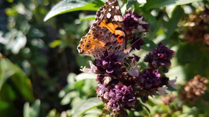 butterfly on flower wildlife animal close up nature background, plant holy basil flora