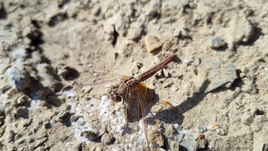 Close up of Dragonfly on ground animal insect 4k video nature, garden wildlife outdoor