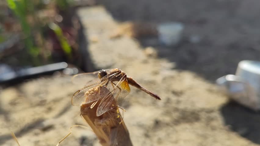 Close up of orange dragonfly on the ground, outdoor nature 4k footage