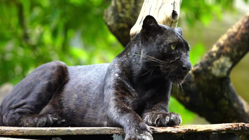 A majestic black panther rests peacefully in its natural habitat, surrounded by lush greenery. Captured in stunning 4K UHD, this short wildlife clip showcases the beauty of this elusive predator.