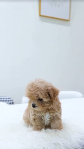 Cute poodle puppy enjoying cute canine video