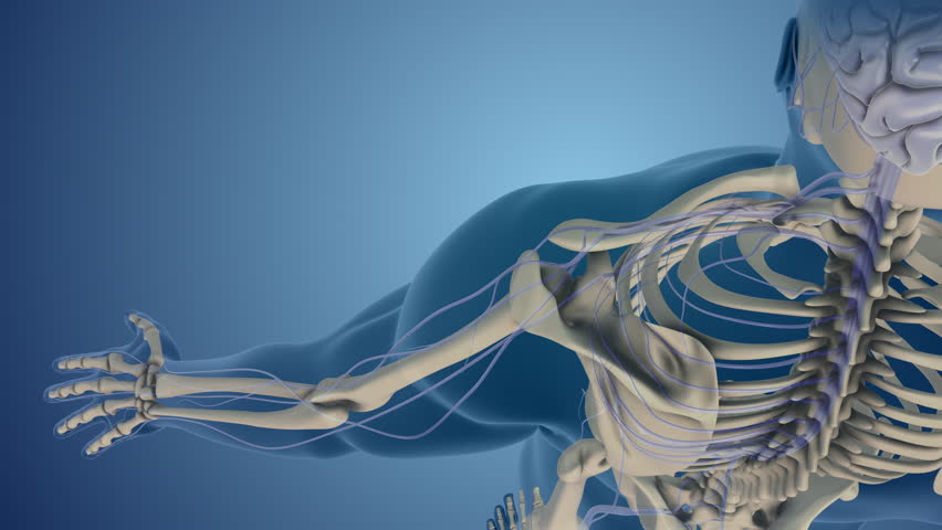 Comprehensive View of Shoulder’s Brachial Plexus Nerves