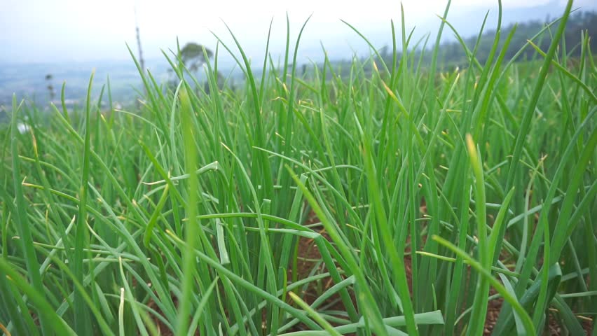 Red Onion Plantation or with the Latin name Allium Ascalonicum in the Garden