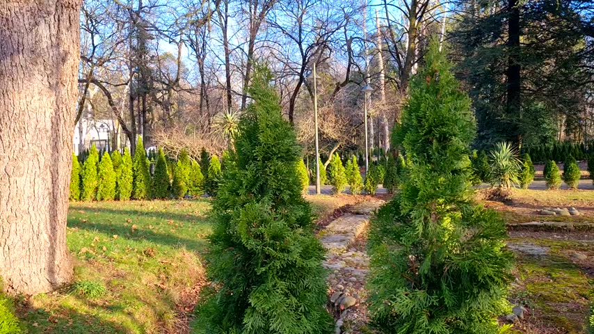 Beautiful summer landscape in the botanical garden