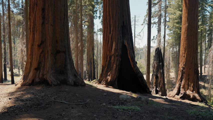 Giant redwood pines sequoia trees, Sequoia National Park, California, USA. The Sentinel Giant Sequoia tree in Sequoia National Park in the Sierra Nevada Mountains of California. Yosemite National Park