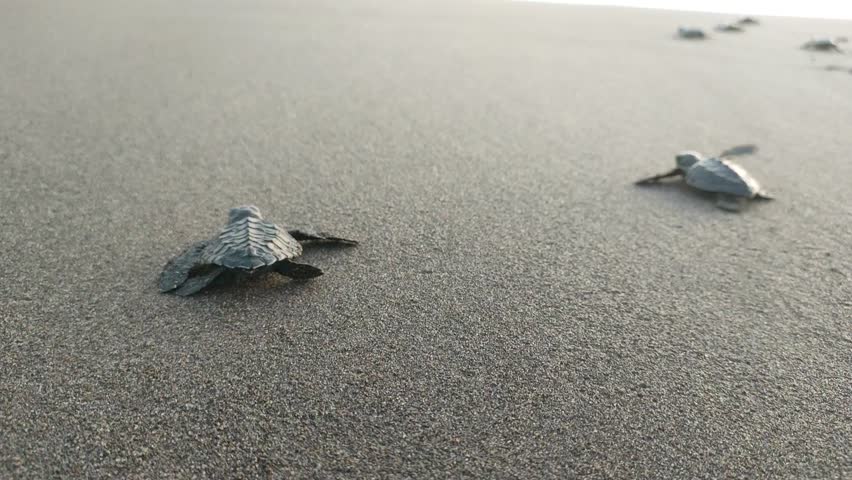 baby turtle crawling towards the sea