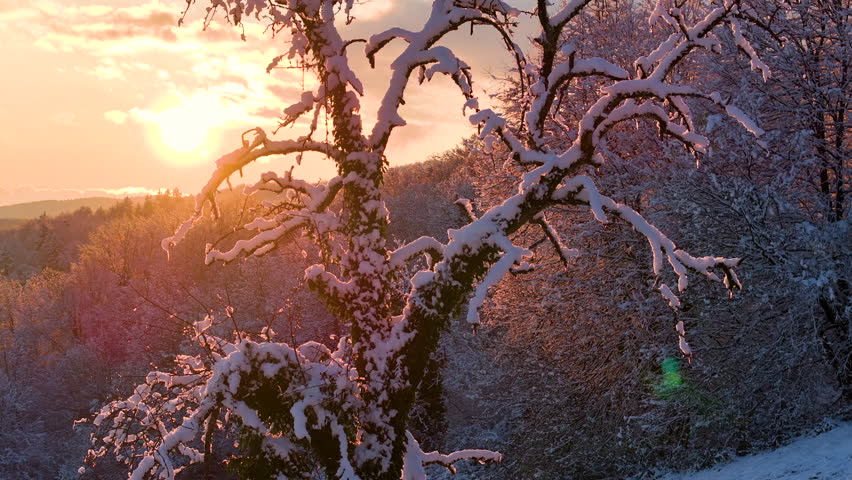 LENS FLARE: Golden setting sun glows through the tangled, snowy tree branches, creating a radiant and warm contrast against cold winter landscape. Stunning sunset over rolling hills after fresh snow.