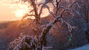 LENS FLARE: Golden setting sun glows through the tangled, snowy tree branches, creating a radiant and warm contrast against cold winter landscape. Stunning sunset over rolling hills after fresh snow. - Powered by Shutterstock - Get 15% off with code: PIKWIZARD15