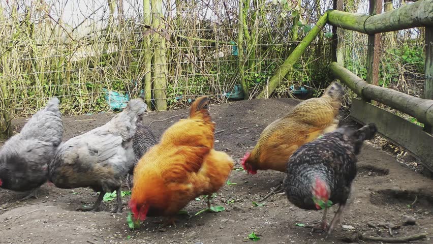 Free Range Chickens Pecking at the Ground