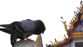 Close up pigeon temple is background.