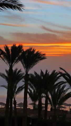 Beautiful landscape with palms on resort beach before sunrise over sea. Vertical video
