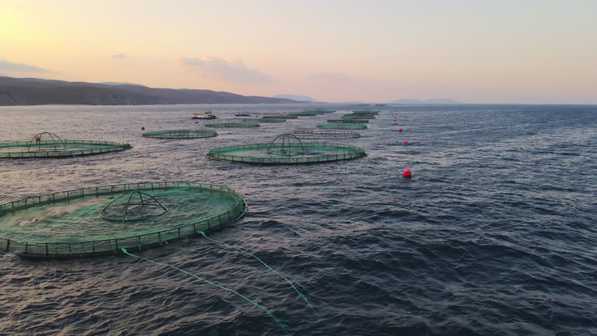 Cages for sea bass, sea bream on aquaculture fish farming seafood the Mediterranean sea, aerial view