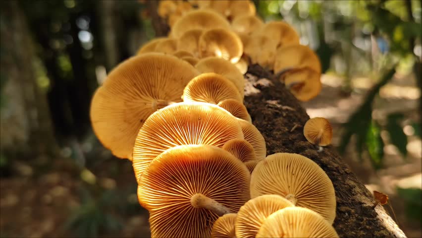 Close-up shot of a cluster of vibrant yellow mushrooms growing on a decaying log in a lush forest
