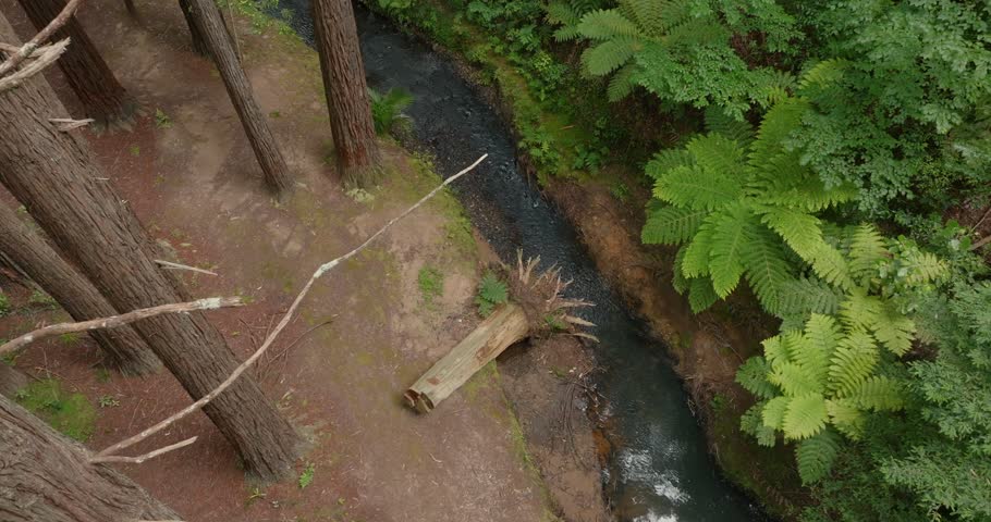 Fallen log spans a small, dark creek in a lush forest. Nature