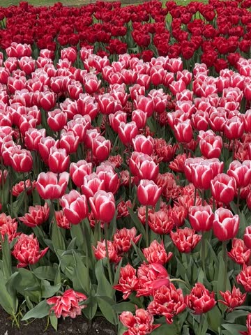 Pink and Red Tulips of Keukenhof