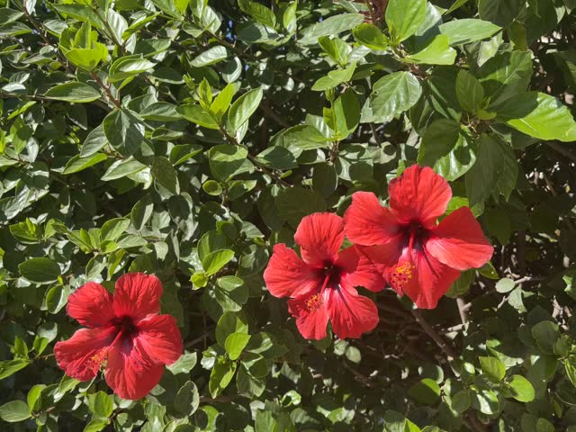 Red Hibiscus Flowers of Spain 