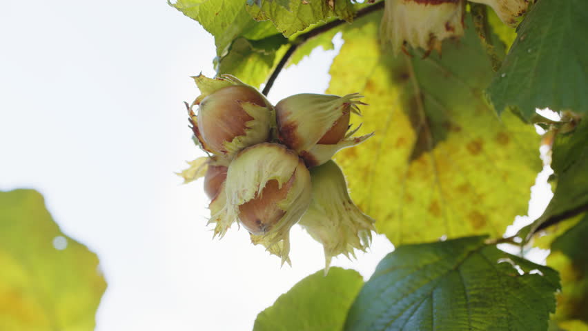 Close-up of ripe hazelnuts on hazel tree bunch in garden. Growing raw nuts fruit hanging from green branches on countryside field. Harvest autumn farm time. Healthy natural food, eco-friendly products