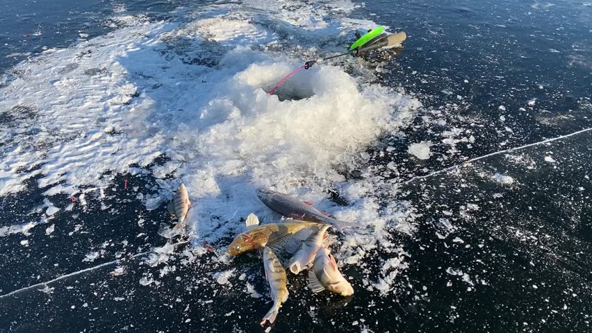 Winter fishing on the lake. Perch and chub fishing in winter. Ice fishing hole in thick ice and fishing tackle