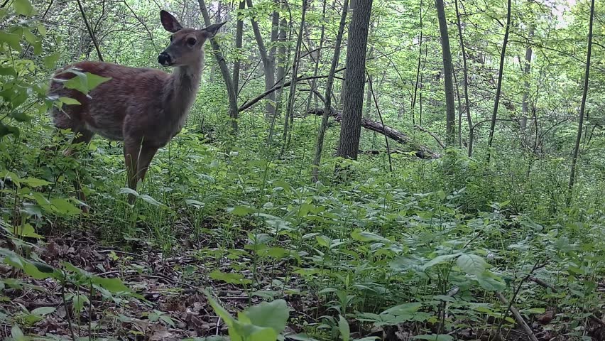White-tailed Deer (Odocoileus virginianus) in Northern Illinois.