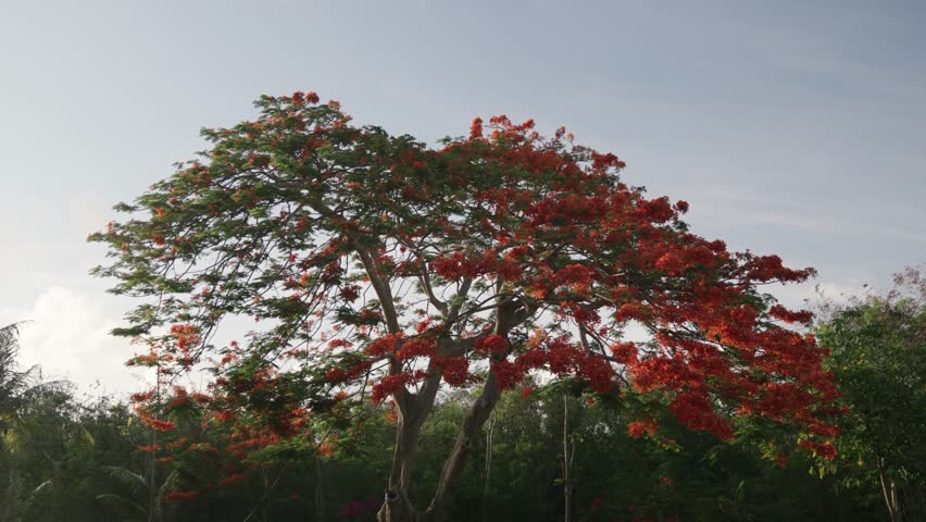 Blooming fiery red flame tree during the month of July in Saipan, Northern Mariana Islands