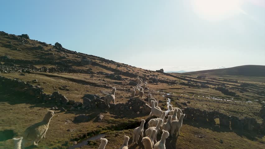 Aerial of Alpacas running at Countryside on Ausangate 7 Lagoons Trek near Cusco, Fly-Over