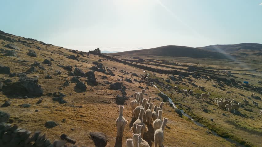 Aerial of Alpacas running at Countryside on Ausangate 7 Lagoons Trek near Cusco, Fly-Over