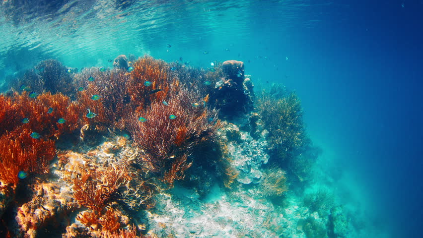 Sunlight shines through the water surface on a healthy coral reef. Raja Ampat, Indonesia