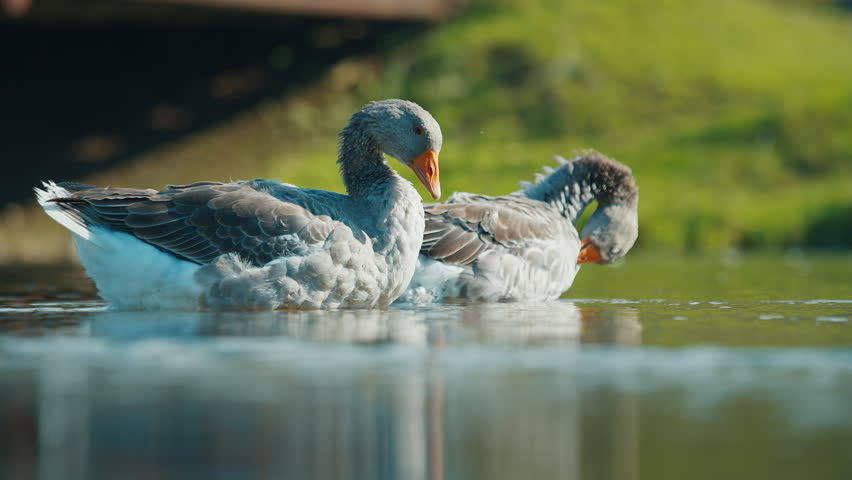 Two greylag geese are swimming on a lake, one preening its feathers while the other looks on