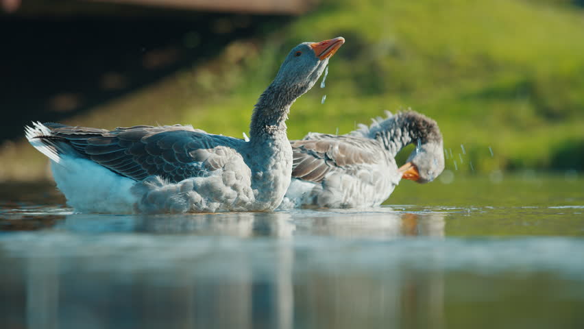 Two greylag geese are swimming on a lake, one preening its feathers while the other looks on