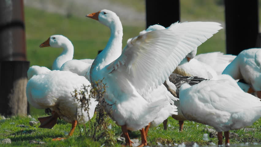 Geese in white plumage energetically flapping their wings on a sunny farm