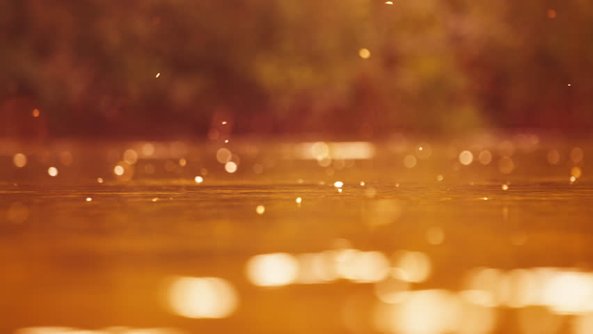 Insects fly over the surface of a river in a warm sunlight